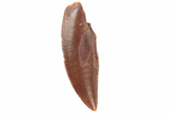 Serrated, Raptor Tooth - Real Dinosaur Tooth #251815